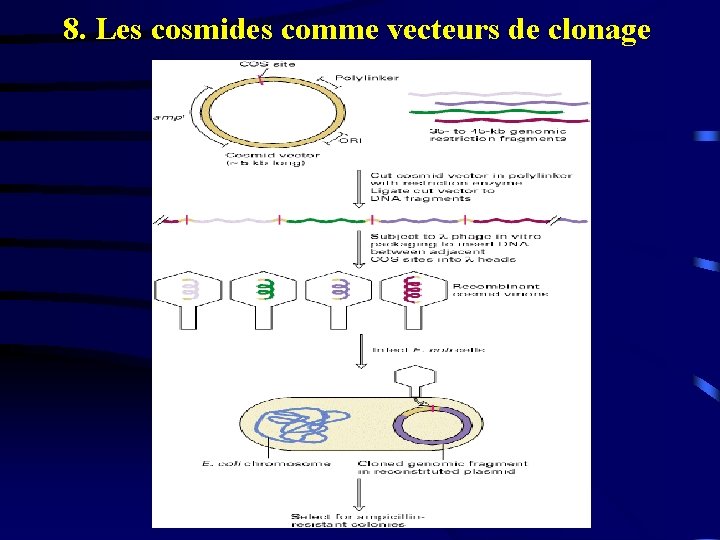 8. Les cosmides comme vecteurs de clonage 