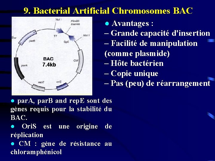 9. Bacterial Artificial Chromosomes BAC 7. 4 kb ● Avantages : – Grande capacité