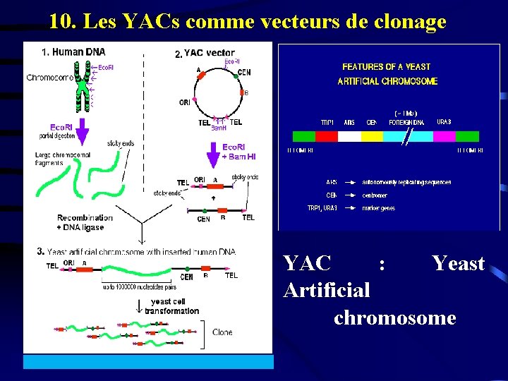 10. Les YACs comme vecteurs de clonage YAC : Yeast Artificial chromosome 