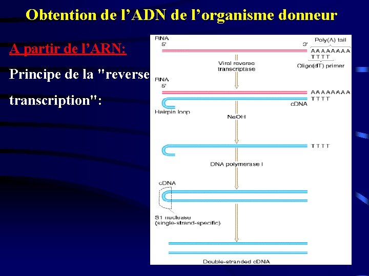 Obtention de l’ADN de l’organisme donneur A partir de l’ARN: Principe de la "reverse