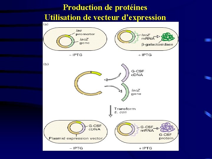 Production de protéines Utilisation de vecteur d’expression 