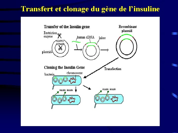 Transfert et clonage du gène de l’insuline 