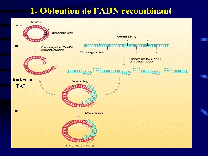 1. Obtention de l’ADN recombinant + traitement PAL 