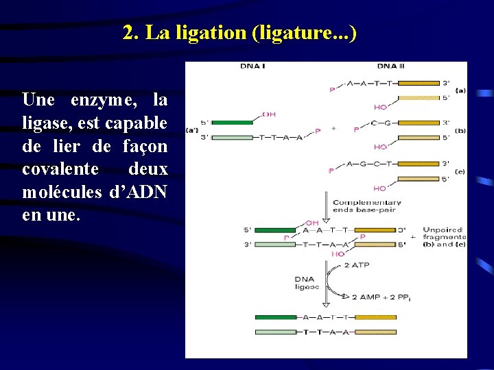 2. La ligation (ligature. . . ) Une enzyme, la ligase, est capable de