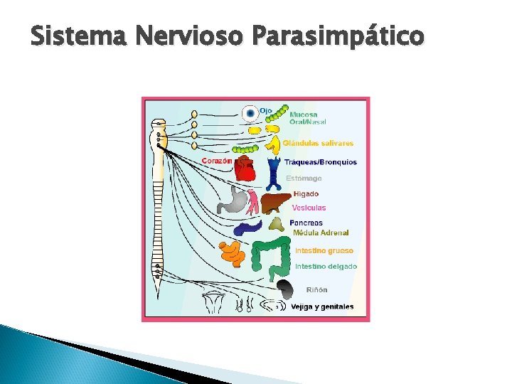 Sistema Nervioso Parasimpático 
