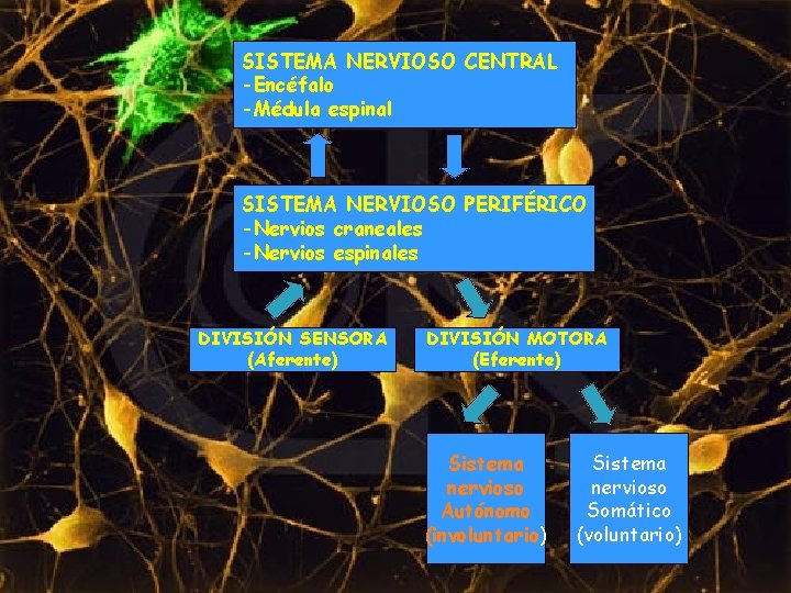 SISTEMA NERVIOSO CENTRAL -Encéfalo -Médula espinal SISTEMA NERVIOSO PERIFÉRICO -Nervios craneales -Nervios espinales DIVISIÓN