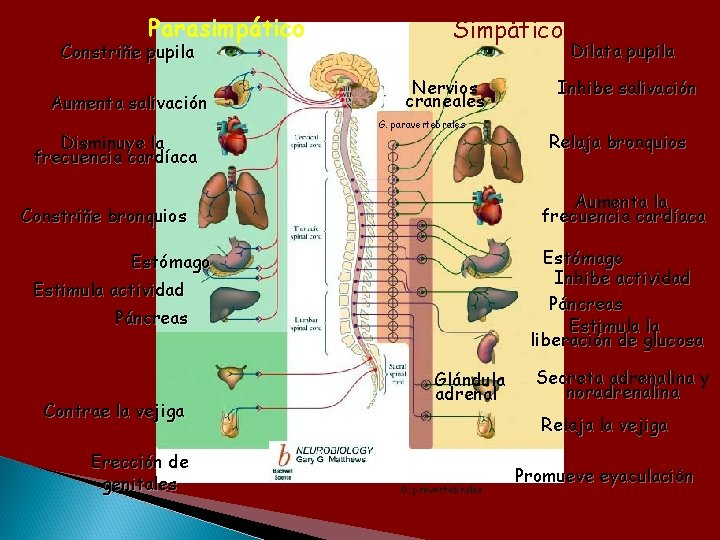 Parasimpático Constriñe pupila Aumenta salivación Disminuye la frecuencia cardíaca Simpático Nervios craneales G. paravertebrales