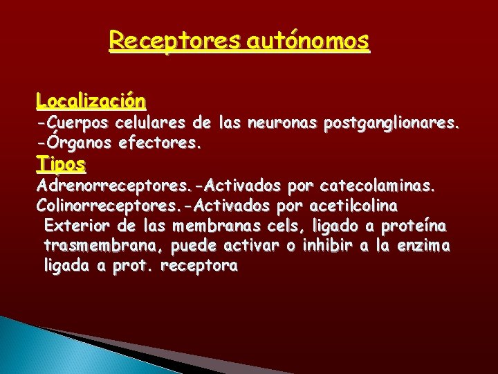 Receptores autónomos Localización -Cuerpos celulares de las neuronas postganglionares. -Órganos efectores. Tipos Adrenorreceptores. -Activados