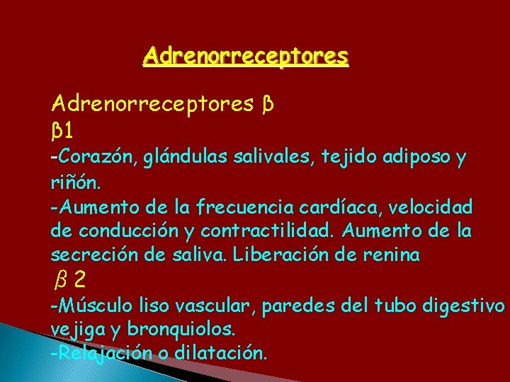 Adrenorreceptores β β 1 -Corazón, glándulas salivales, tejido adiposo y riñón. -Aumento de la