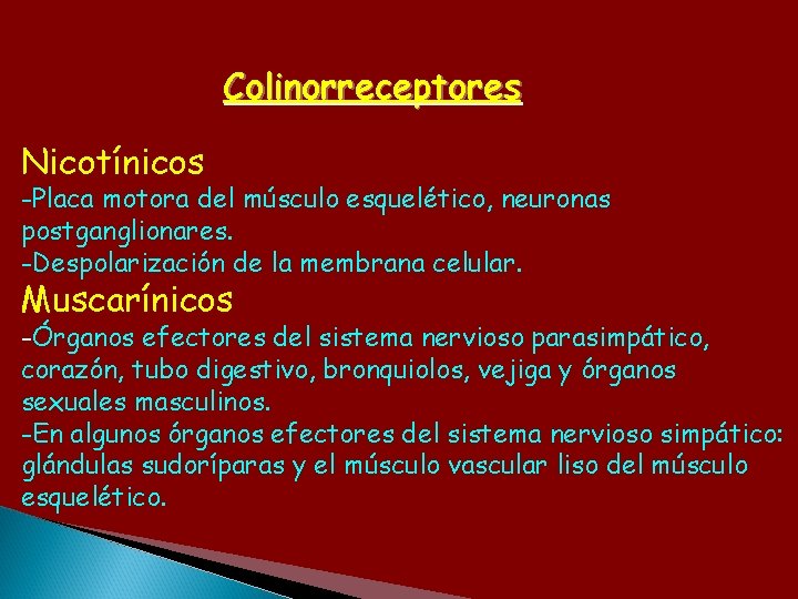 Colinorreceptores Nicotínicos -Placa motora del músculo esquelético, neuronas postganglionares. -Despolarización de la membrana celular.