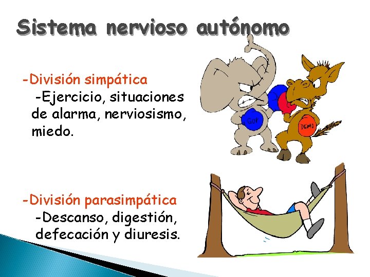 Sistema nervioso autónomo -División simpática -Ejercicio, situaciones de alarma, nerviosismo, miedo. -División parasimpática -Descanso,