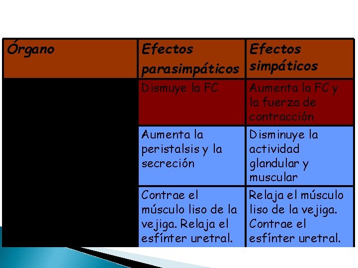 Órgano Efectos parasimpáticos Músculo cardíaco Dismuye la FC Órganos digestivos Aumenta la peristalsis y