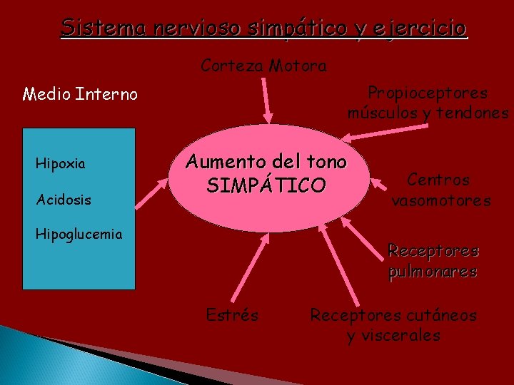 Sistema nervioso simpático y ejercicio Corteza Motora Propioceptores músculos y tendones Medio Interno Hipoxia