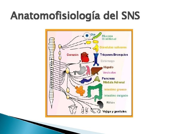 Anatomofisiología del SNS 
