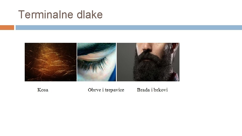 Terminalne dlake 