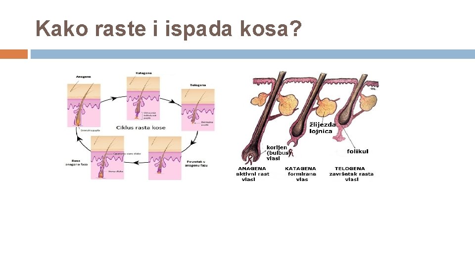 Kako raste i ispada kosa? 