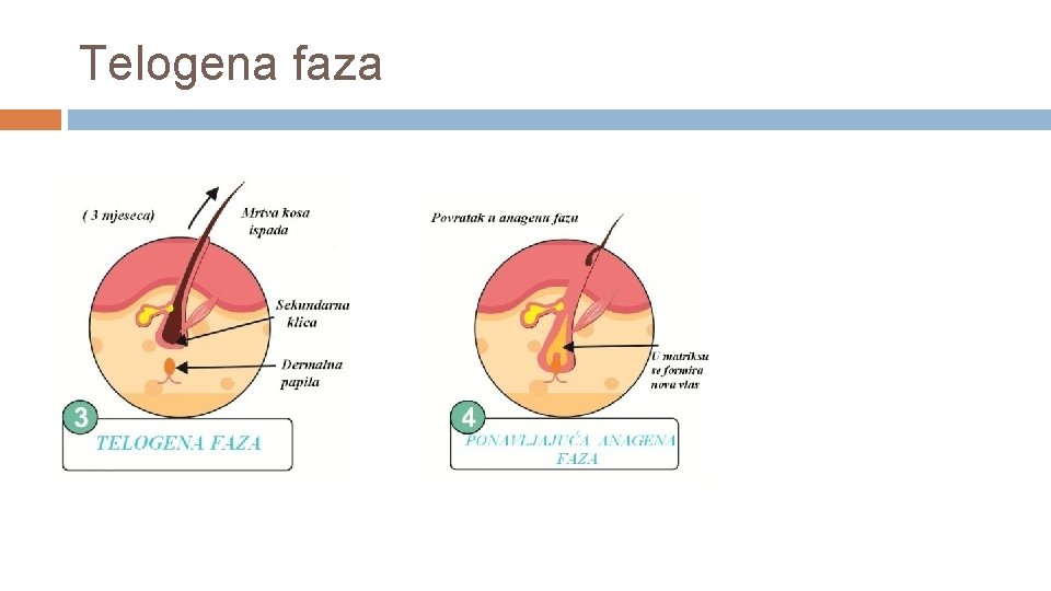 Telogena faza 