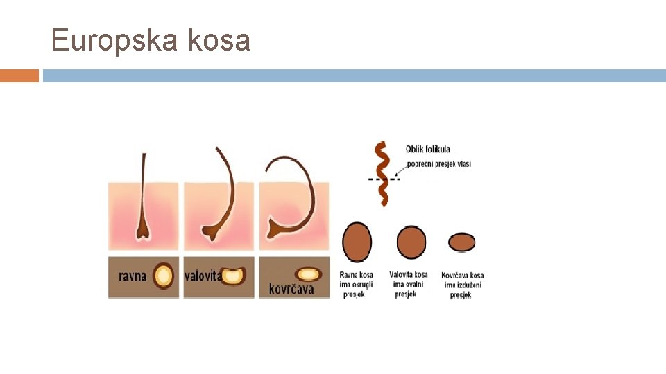 Europska kosa 