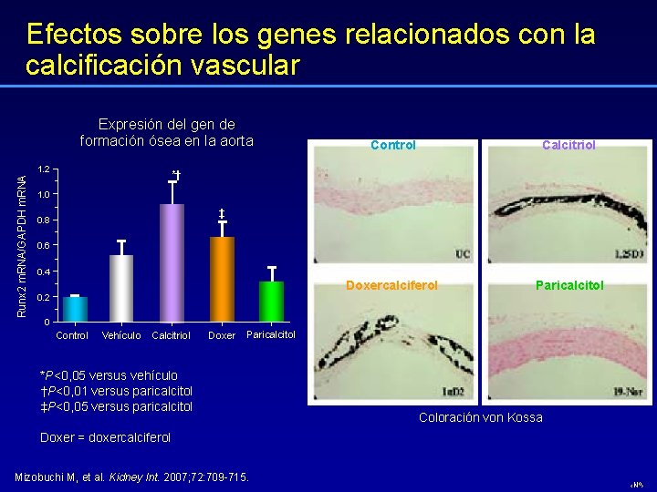 Efectos sobre los genes relacionados con la calcificación vascular Expresión del gen de formación
