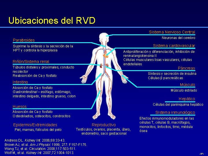 Ubicaciones del RVD Sistema Nervioso Central Neuronas del cerebro Paratiroides Sistema cardiovascular Suprime la