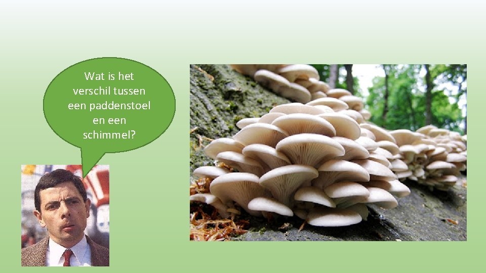 Wat is het verschil tussen een paddenstoel en een schimmel? 