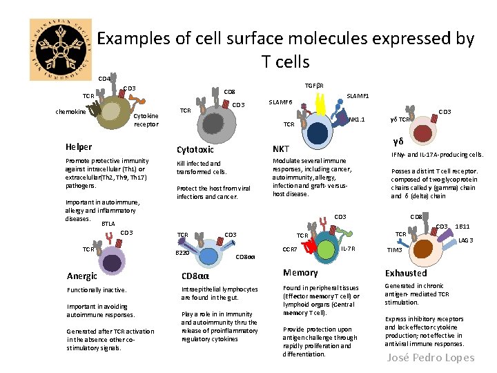 Examples of cell surface molecules expressed by T cells CD 4 TCR CD 3