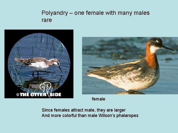 Polyandry – one female with many males rare female Since females attract mate, they