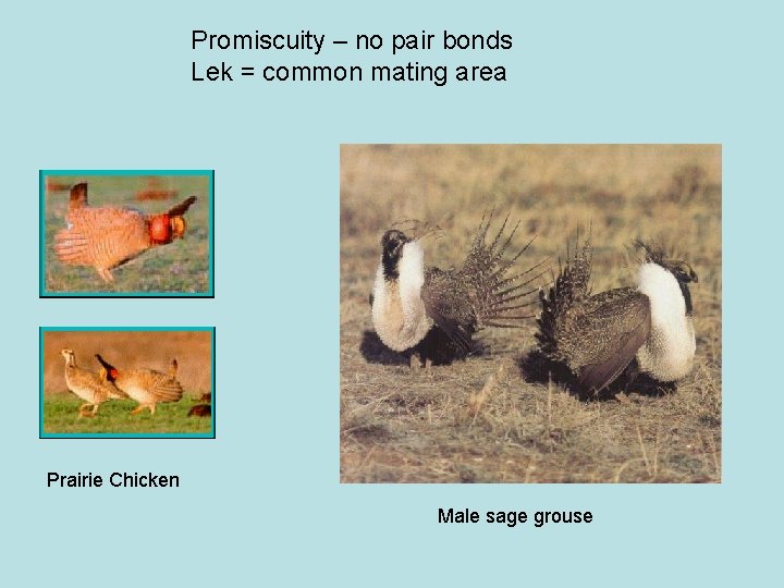 Promiscuity – no pair bonds Lek = common mating area Prairie Chicken Male sage