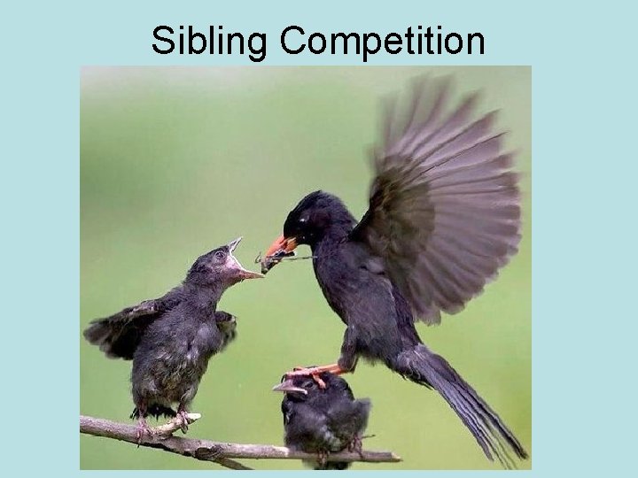 Sibling Competition 