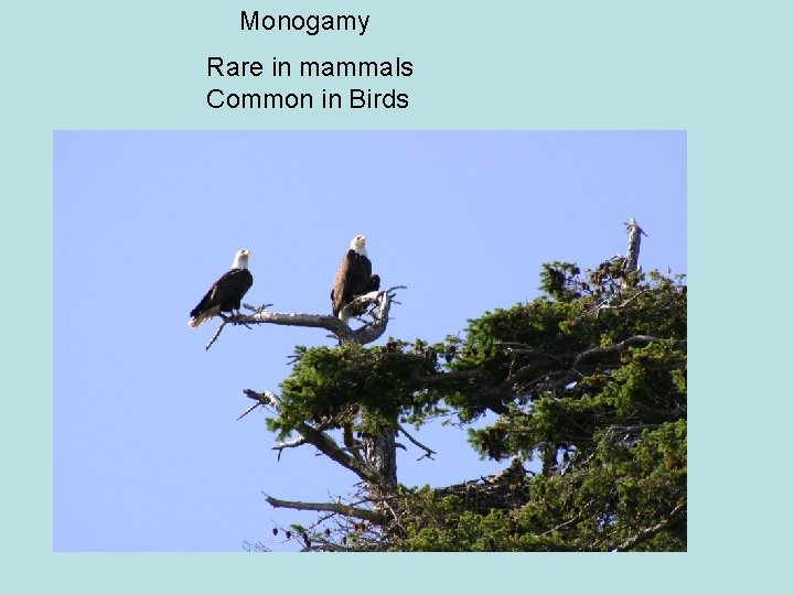 Monogamy Rare in mammals Common in Birds 