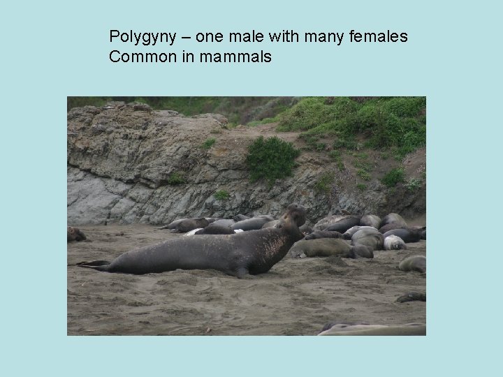 Polygyny – one male with many females Common in mammals 