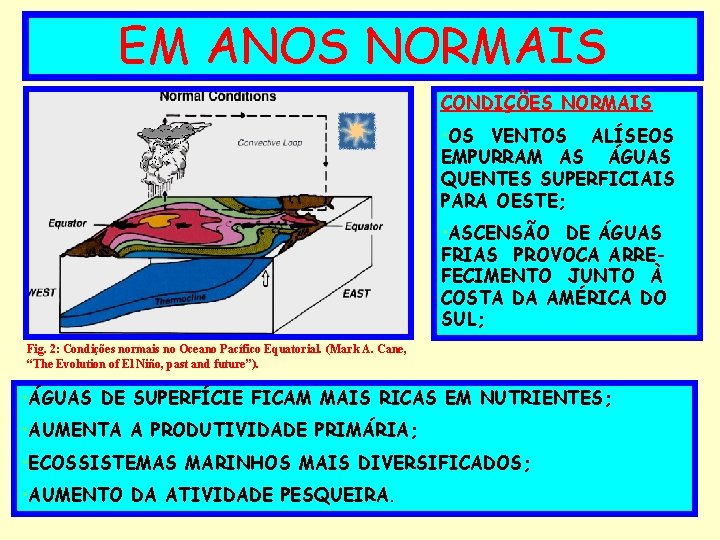 EM ANOS NORMAIS CONDIÇÕES NORMAIS • OS VENTOS ALÍSEOS EMPURRAM AS ÁGUAS QUENTES SUPERFICIAIS