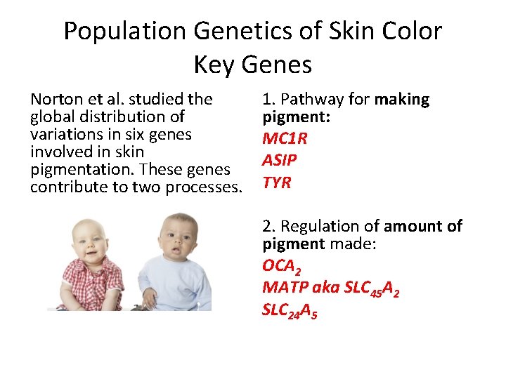 Population Genetics of Skin Color Key Genes Norton et al. studied the global distribution