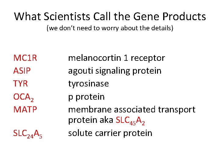 What Scientists Call the Gene Products (we don’t need to worry about the details)