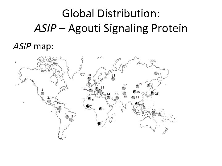 Global Distribution: ASIP – Agouti Signaling Protein ASIP map: 