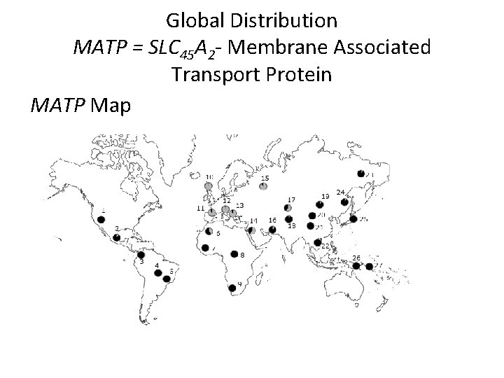 Global Distribution MATP = SLC 45 A 2 - Membrane Associated Transport Protein MATP