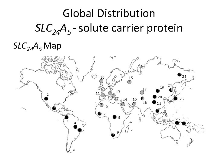 Global Distribution SLC 24 A 5 - solute carrier protein SLC 24 A 5