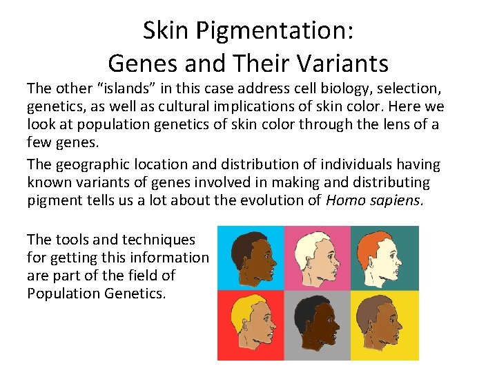 Skin Pigmentation: Genes and Their Variants The other “islands” in this case address cell