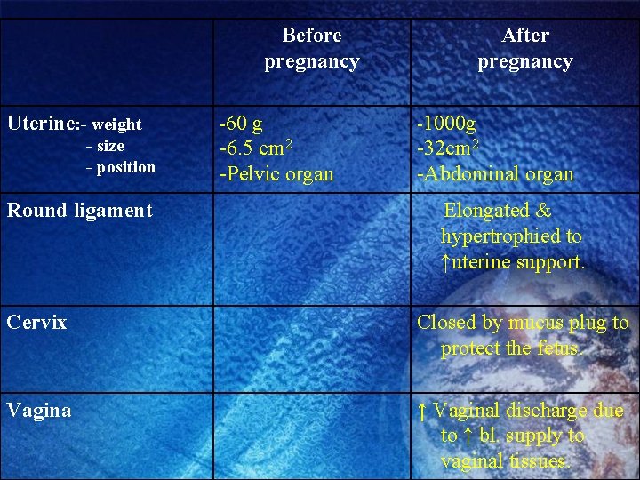 Before pregnancy Uterine: - weight - size - position Round ligament -60 g -6. Before pregnancy Uterine: - weight - size - position Round ligament -60 g -6.