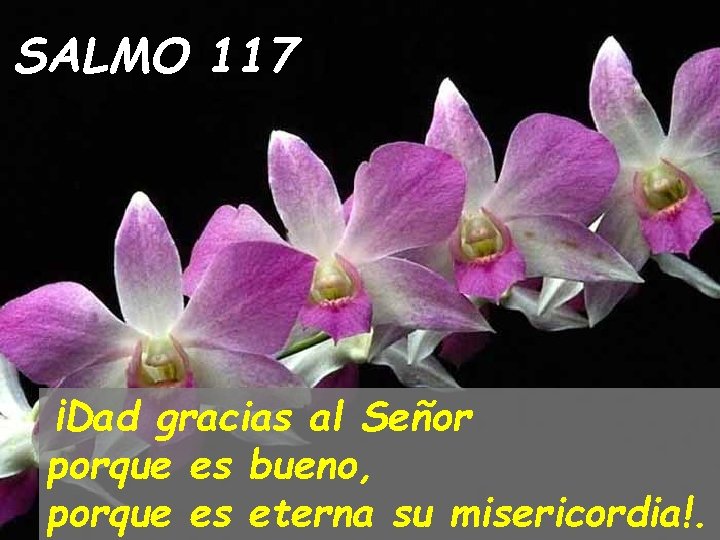 SALMO 117 ¡Dad gracias al Señor porque es bueno, porque es eterna su misericordia!.