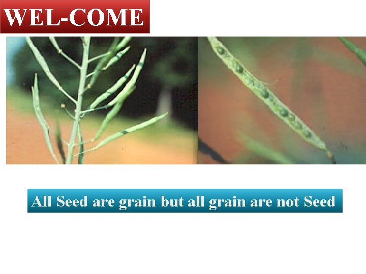 WEL-COME All Seed are grain but all grain are not Seed 