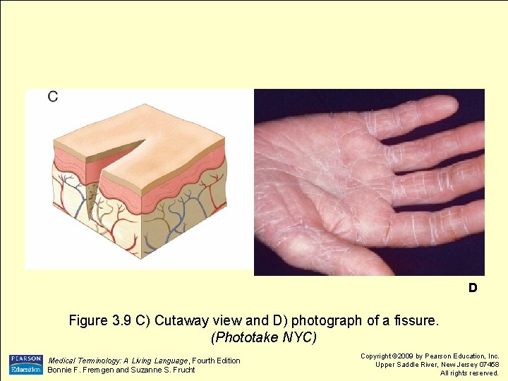 D Figure 3. 9 C) Cutaway view and D) photograph of a fissure. (Phototake