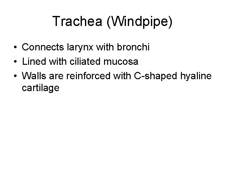 Trachea (Windpipe) • Connects larynx with bronchi • Lined with ciliated mucosa • Walls