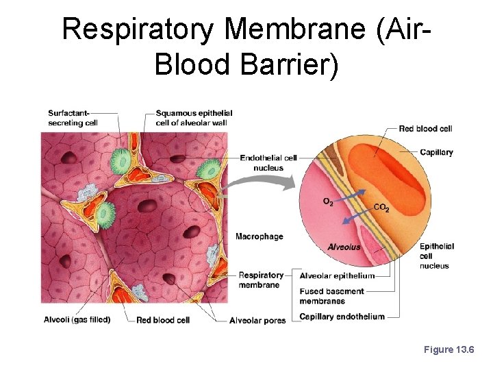 Respiratory Membrane (Air. Blood Barrier) Figure 13. 6 