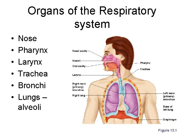 Organs of the Respiratory system • • • Nose Pharynx Larynx Trachea Bronchi Lungs