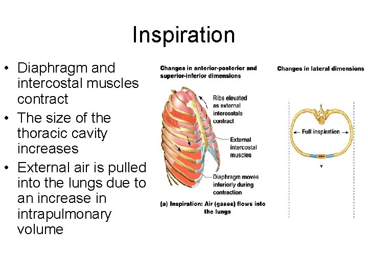 Inspiration • Diaphragm and intercostal muscles contract • The size of the thoracic cavity