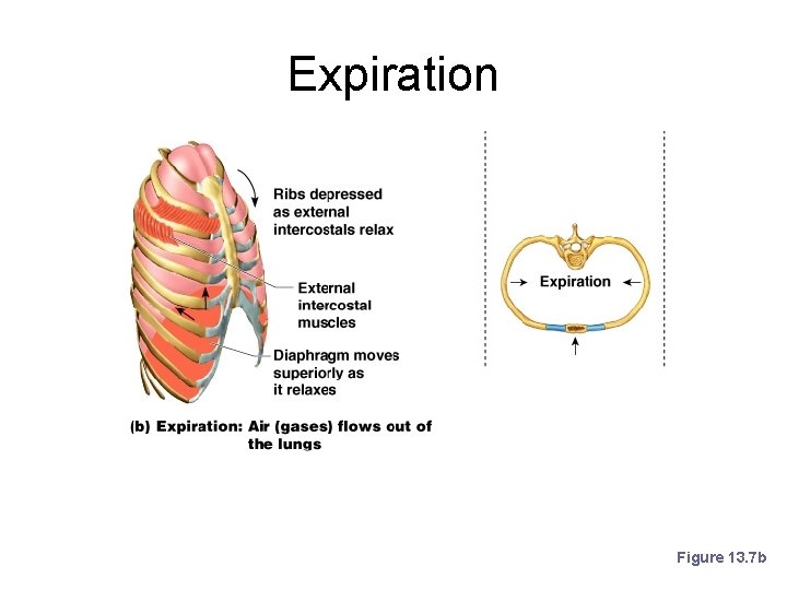 Expiration Figure 13. 7 b 