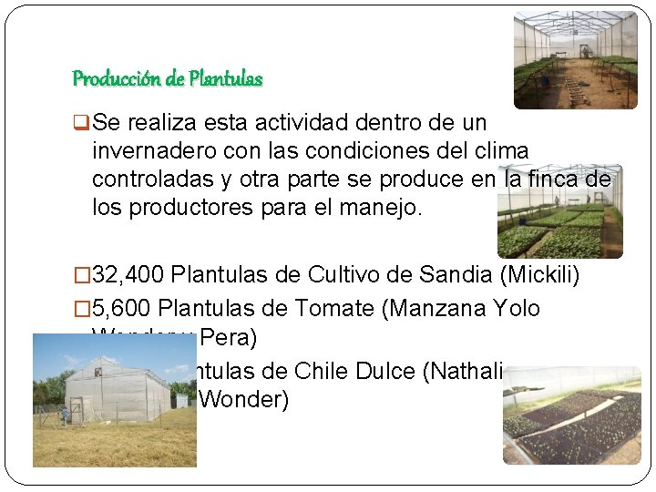 Producción de Plantulas q Se realiza esta actividad dentro de un invernadero con las