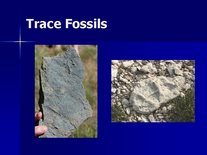 Trace Fossils 