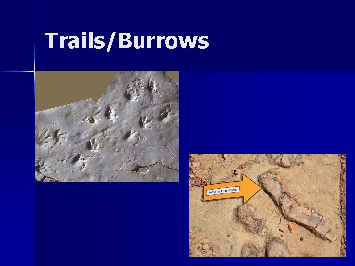 Trails/Burrows 